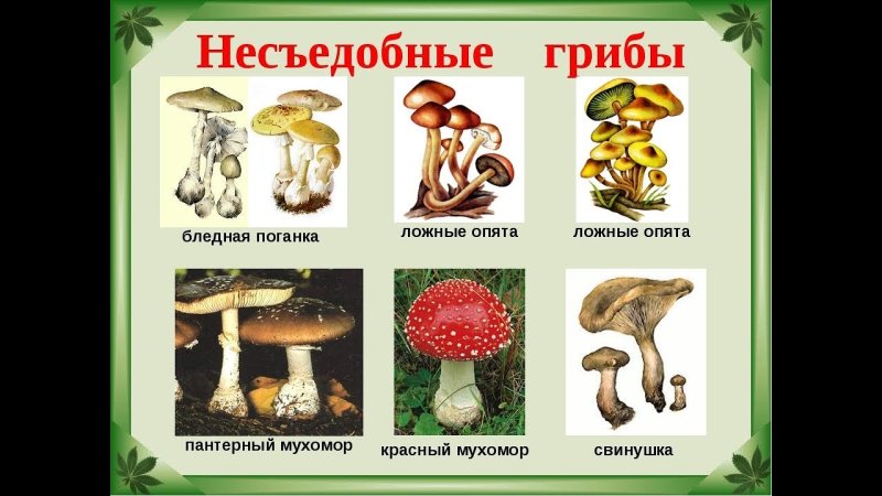 Название 3 несъедобных грибов