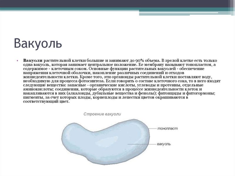 Вакуоль строение вакуоль строение