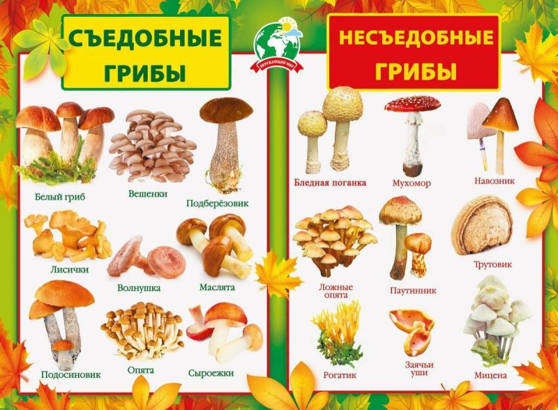 Карточки грибы съедобные и несъедобные с названиями