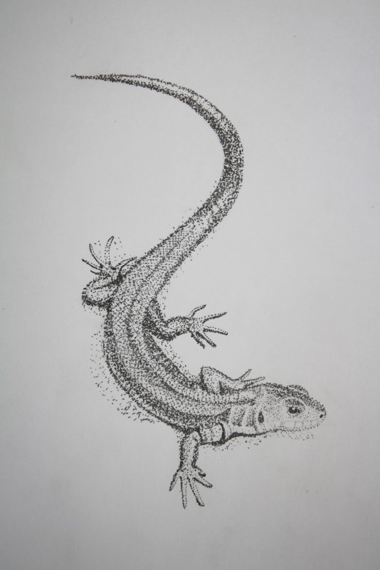 Ящерица рисунок