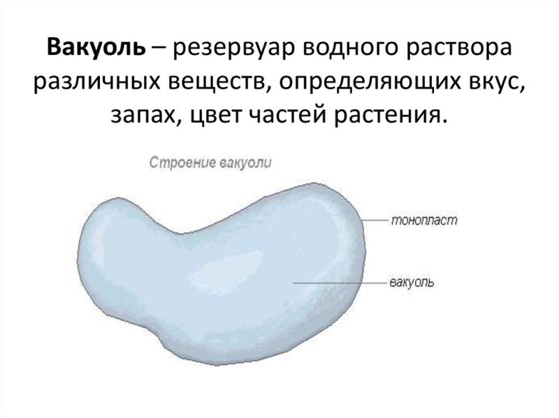Вакуоль строение рисунок
