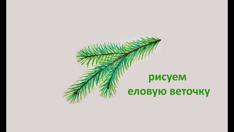 рисование ветки ели
