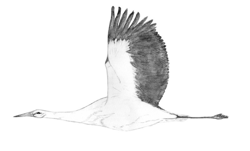 Журавль рисунок