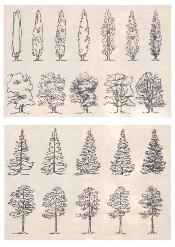 зарисовки деревьев разных пород