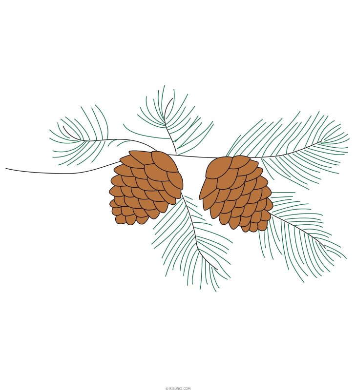 зарисовка шишки сосны