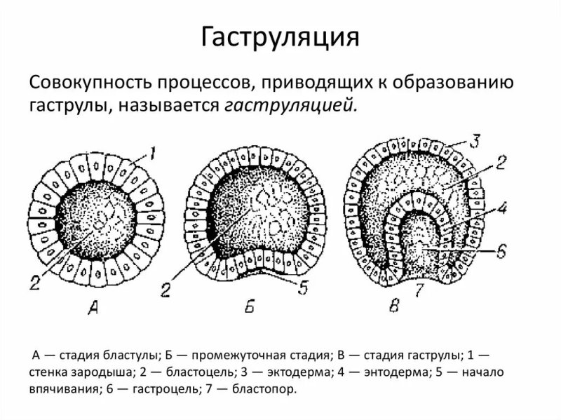 Бластуляция гаструляция нейруляция