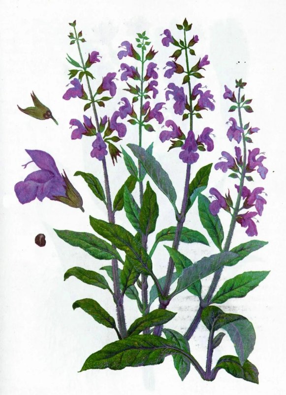 Шалфей травник