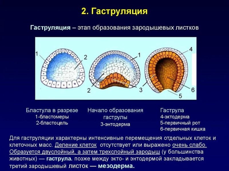 Гаструляция 3 слоя