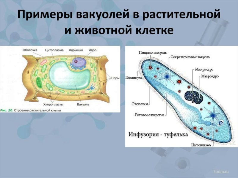 Строение животной клетки рисунок вакуоль