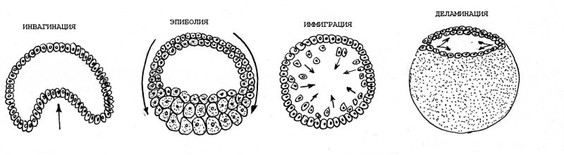 Инвагинация Тип гаструляции