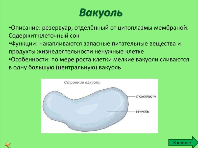 Вакуоли строение и функции 10 класс