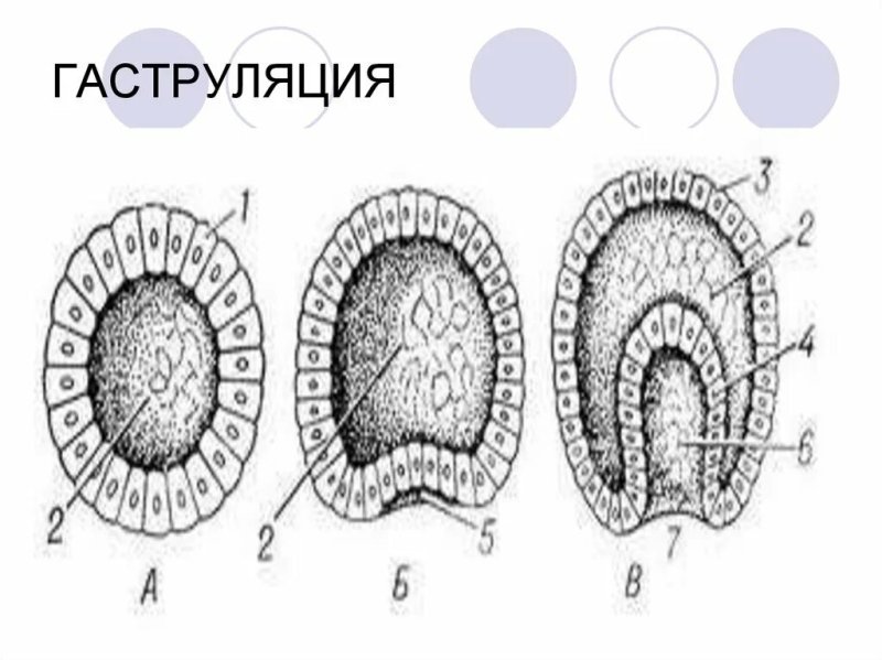 Инвагинация гаструлы