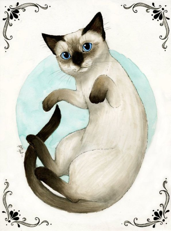 Сиамская кошка
