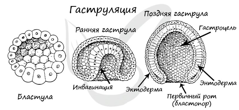 Инвагинация стенки бластулы
