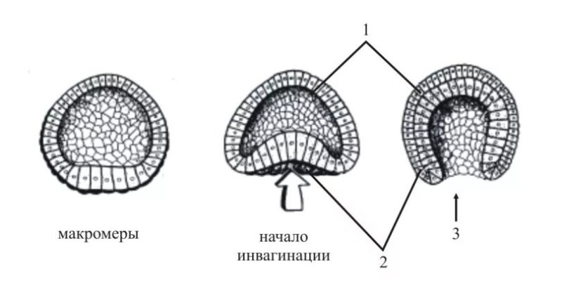 Гаструляция ланцетника