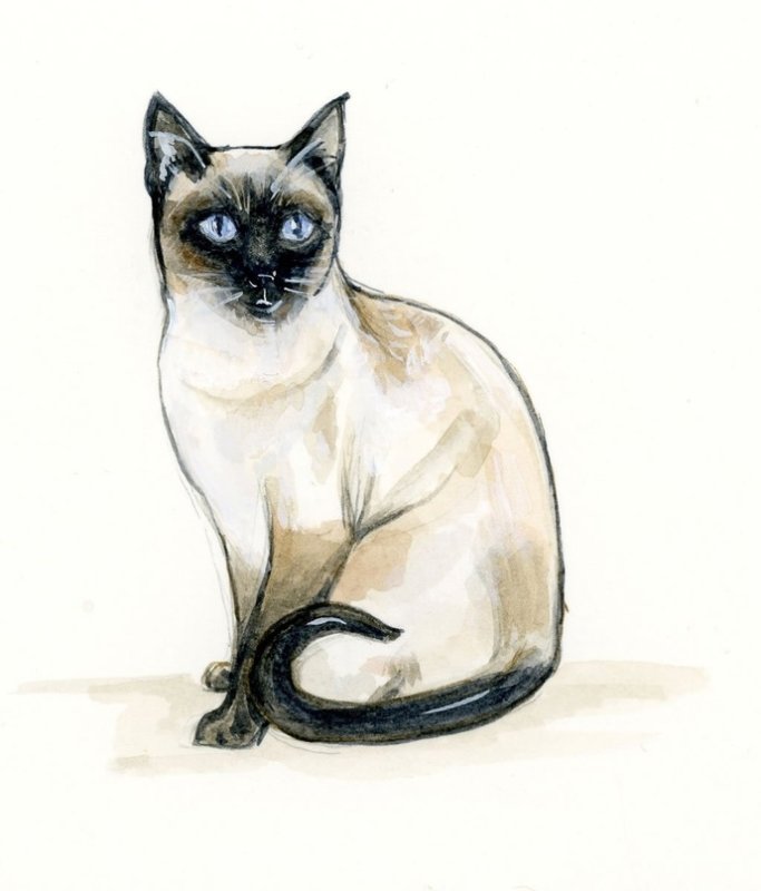 Кошка рисунок