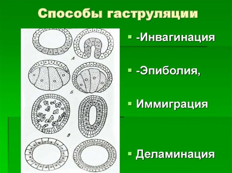 Гаструляция лягушки