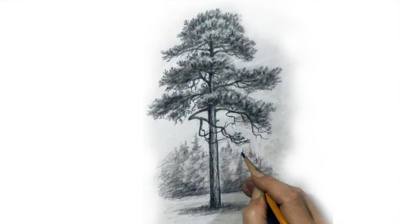 Дерево рисунок карандашом