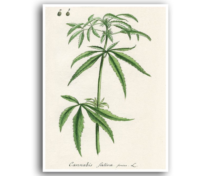 конопля посевная гербарий