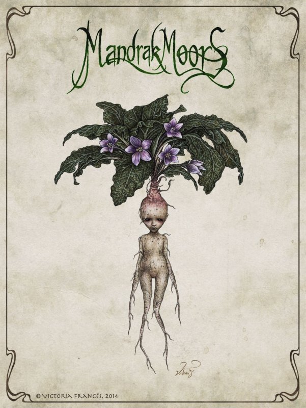 цветок мандрагора гарри поттер