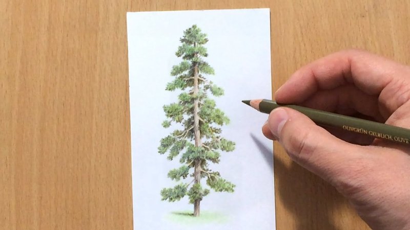 Рисование сосны