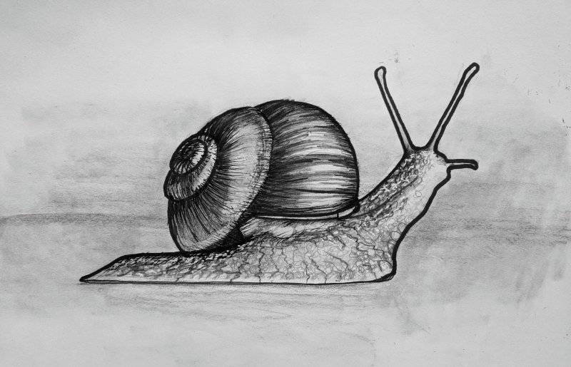 Улитка рисунок карандашом