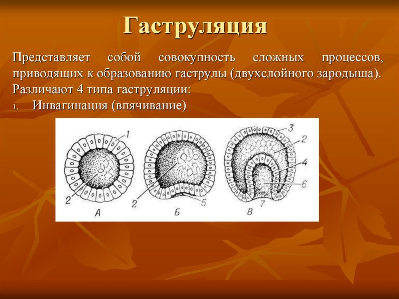 Гаструляция эмбриогенеза