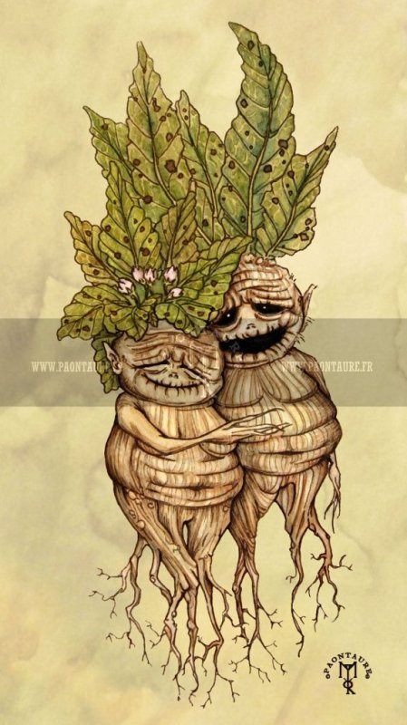 мандрагора растение гарри поттер