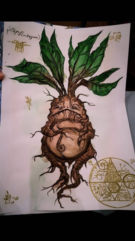 мандрагора гарри поттер