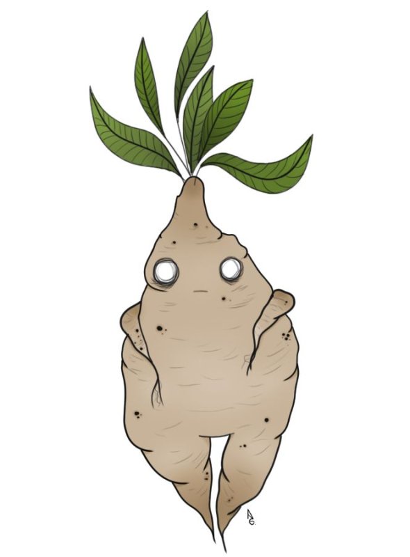 гарри поттер мандрагора