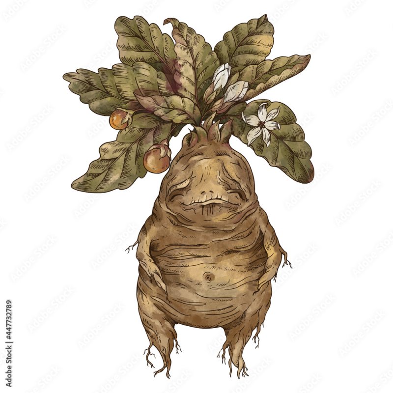 мандрагора корень