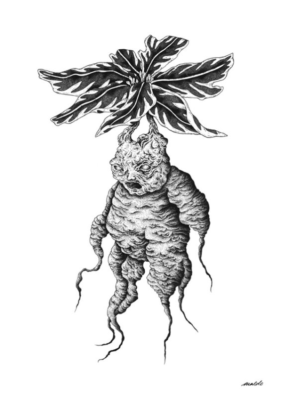 мандрагора из гарри поттера