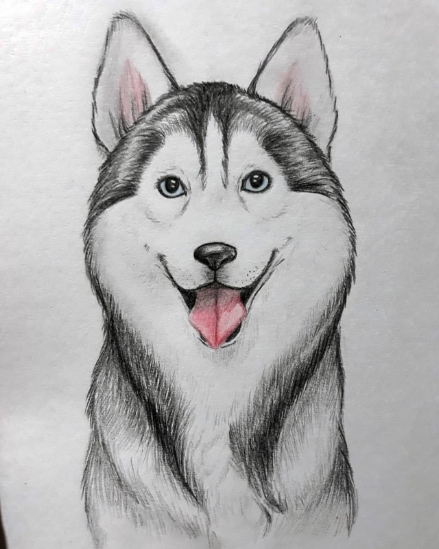 хаски для срисовки