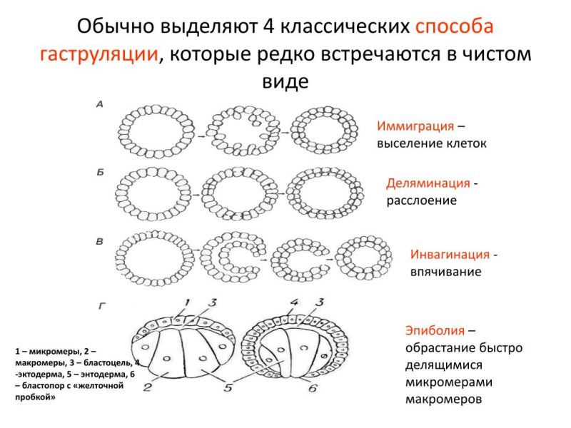 Гаструляция деламинация гистология
