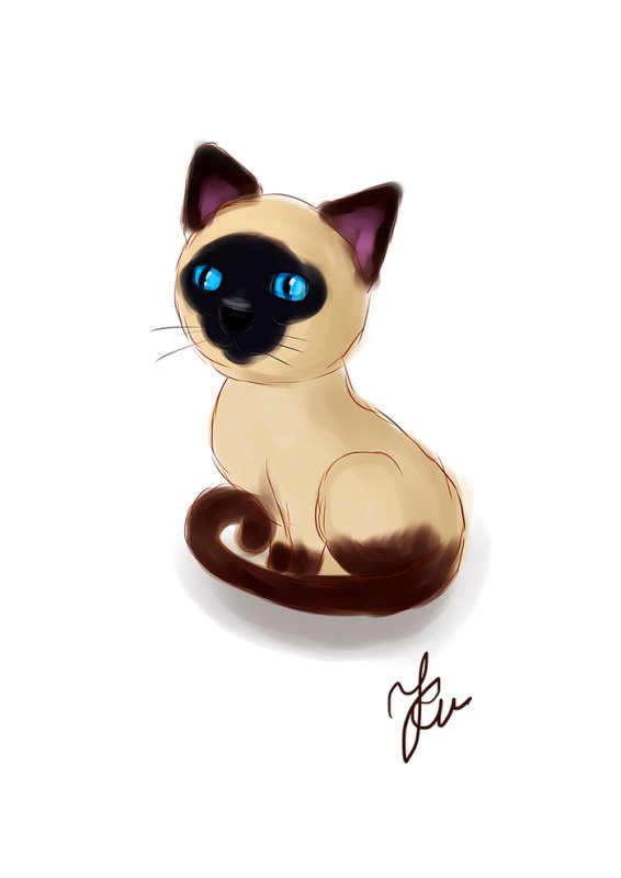 Сиамская кошка рисунок