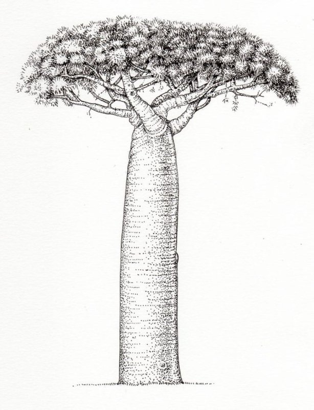 Adansonia grandidieri