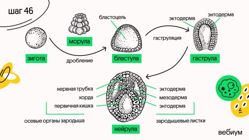 Морула бластула гаструла нейрула