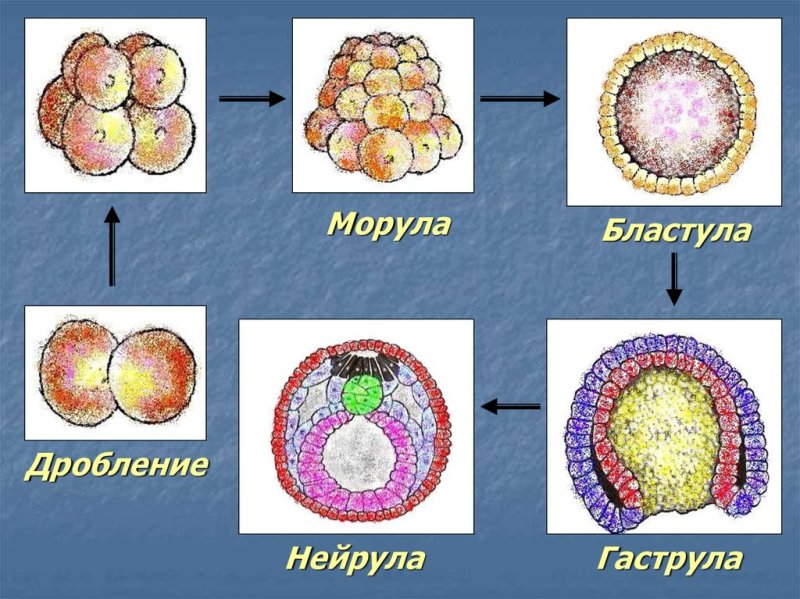 Морула стадия раннего эмбрионального