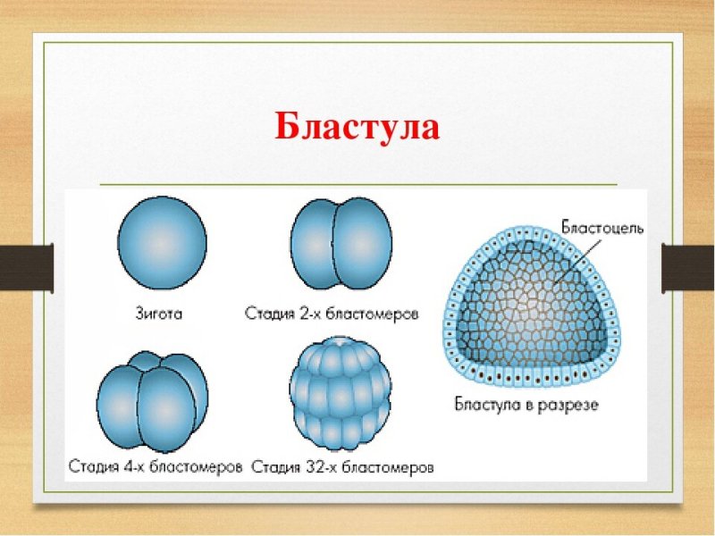 Морула бластула гаструла нейрула