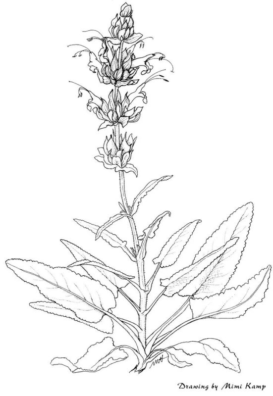 Salvia officinalis рисунок