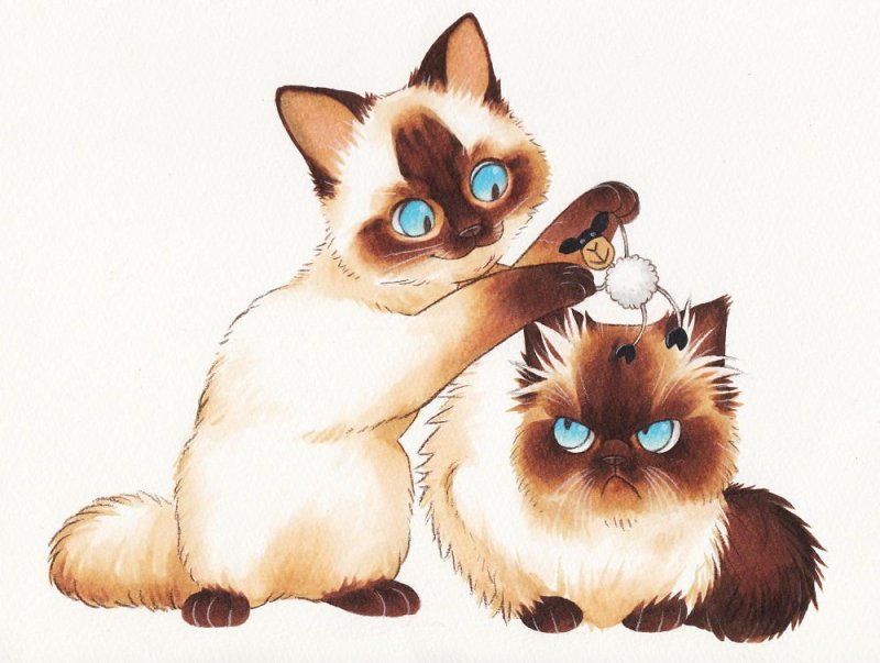 Сиамская кошка