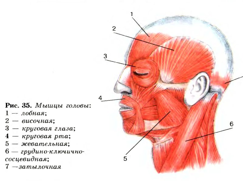 Мышцы головы анатомия человека