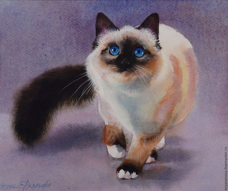 Невская маскарадная кошка трехцветная