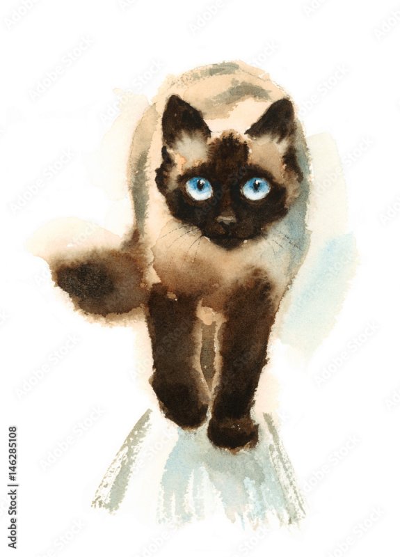 Сиамские коты рисунки