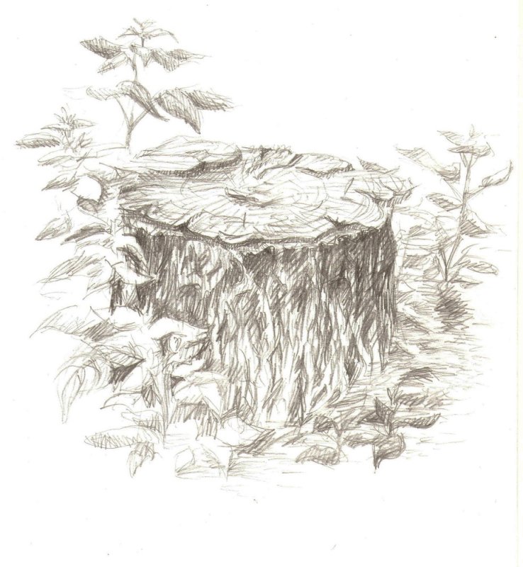 Зарисовки пней