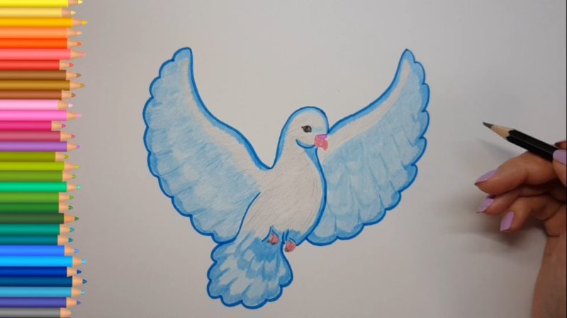 Рисунок голубя для срисовки