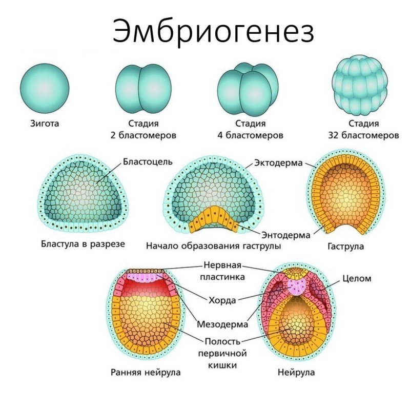 Эмбриогенез бластула гаструла нейрула