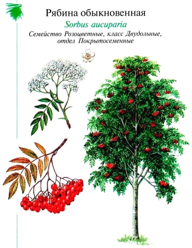 Рябина обыкновенная плоды