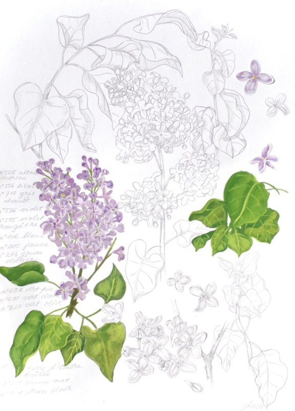 Сирень рисунок для детей