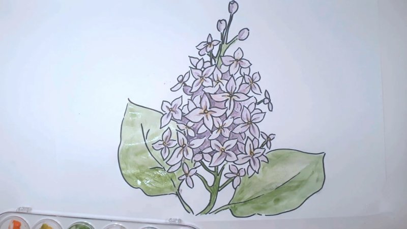 Веточка сирени рисунок